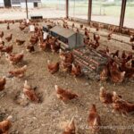 Egyptian Poultry Market Stabilises Following Recent Four-Pound Price Hike