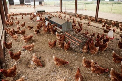 Egyptian Poultry Market Stabilises Following Recent Four-Pound Price Hike